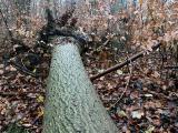 Gefahr durch spontan umstürzende Bäume im Wald