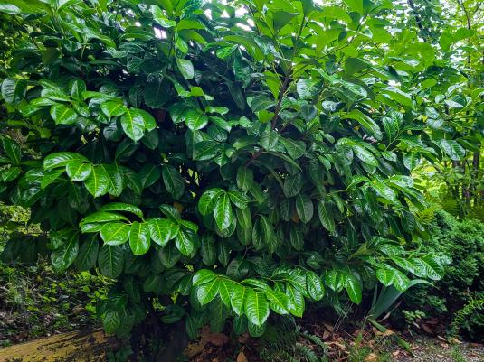 Erste Sträucher-Tausch-Aktion in Riehen zur Förderung der Biodiversität im eigenen Garten 