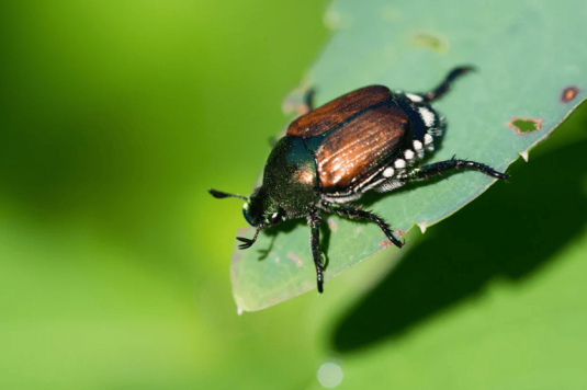 Japankäferfunde beeinträchtigen die Grünabfuhr nicht 