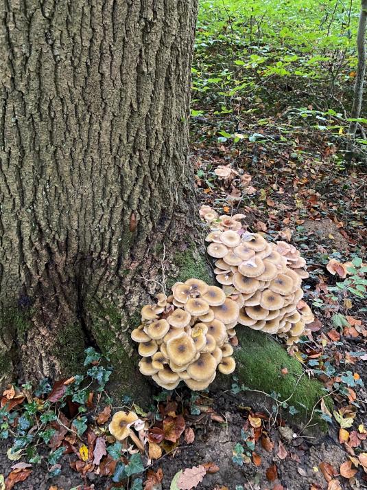 Pilzbefall erfordert ungeplante Baumfällungen im Riehener «Haid»