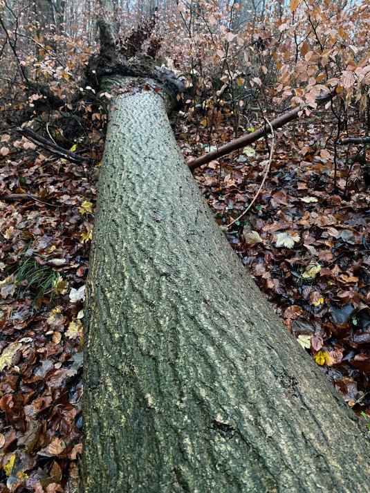 Gefahr durch spontan umstürzende Bäume im Wald