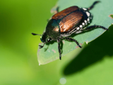 Japankäferfunde beeinträchtigen die Grünabfuhr nicht 