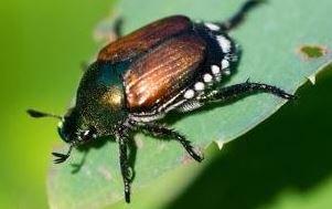 Riehener Grün- und Sportanlagen können benutzt werden