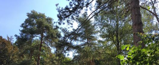 Bäume im Wettsteinpark