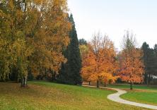 Bäume im Wenkenpark