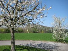 Kirschbaum, Kehrplatz Erlensträsschen