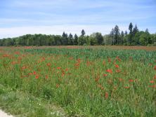 Landschaftspark Wiese