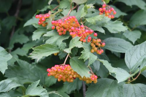 Gemeiner Schneeball © M. Mascarin