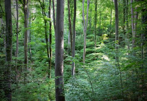 Buchen-Laubmischwald