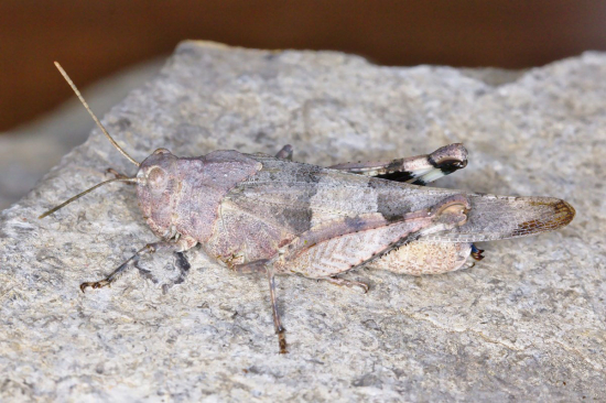 Blauflügelige Ödlandschrecke (Oedipoda caerulescens) © Thomas Stalling