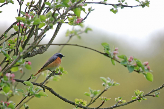 Gartenrotschwanz (Phoenicurus phoenicurus) © Nicolas Martinez