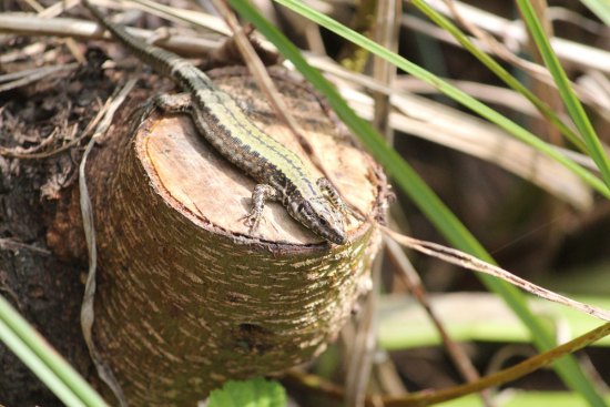 Mauereidechse (Podarcis muralis) © Marco Mascarin