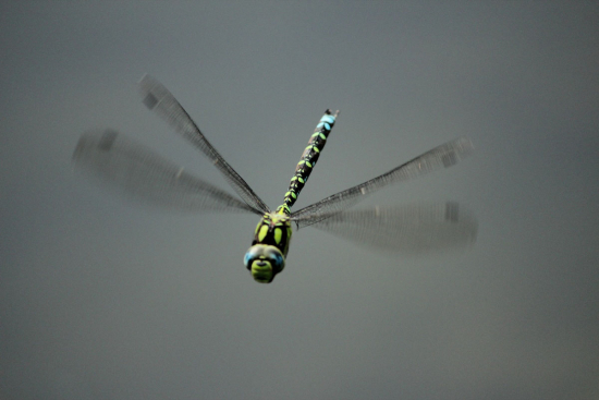 Blaugrüne Mosaikjungfer (Aeshna cyanea) © Marco Mascarin