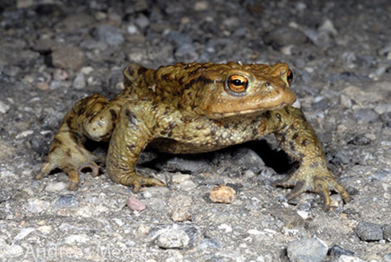 Erdkröte (Bufo bufo) © Andreas Meyer