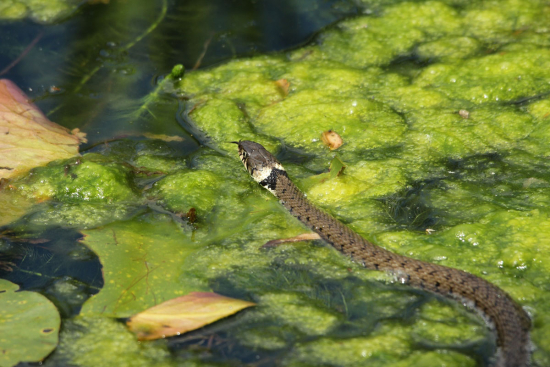 Ringelnatter (Natrix natrix) © Marco Mascarin