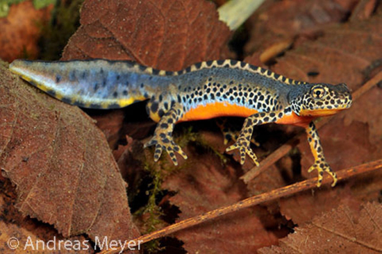 Bergmolch (Ichthyosaura alpestris) © Andreas Meyer