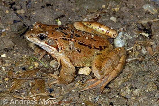 Grasfrosch (Rana temporaria)  © Andreas Meyer