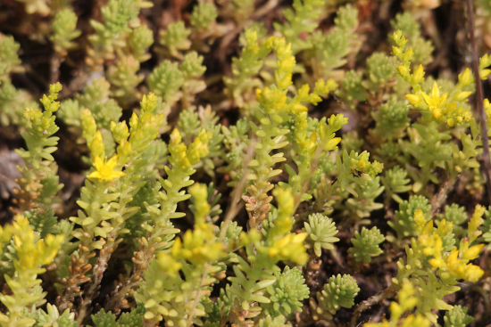 Milder Mauerpfeffer (Sedum sexangulare) © Marco Mascarin