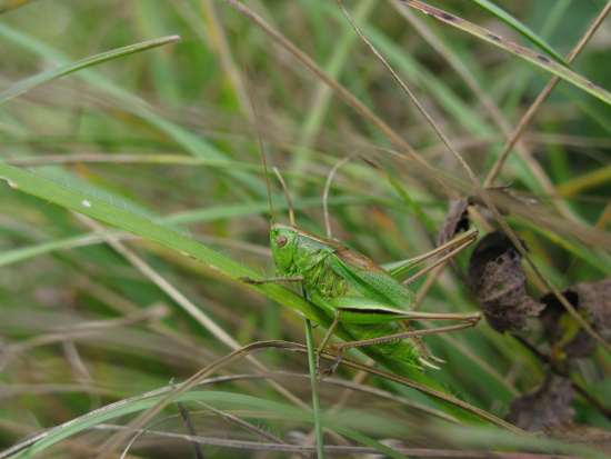Zweifarbige Beissschrecke (Bicolorana bicolor) © Thomas Stalling